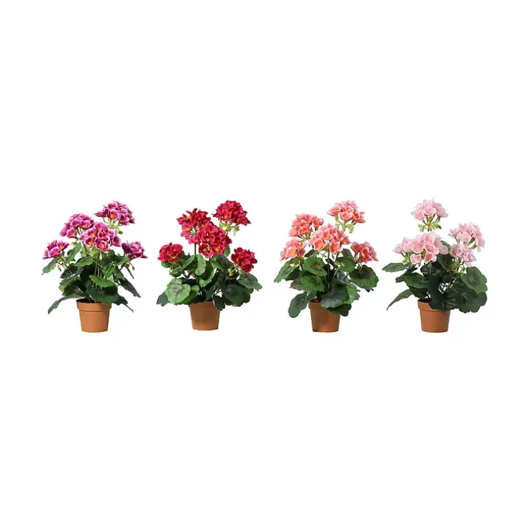 Pelargonia