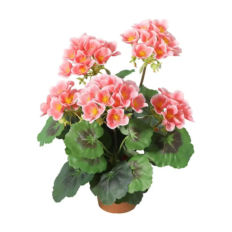 Pelargonia