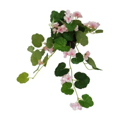 Pelargonia