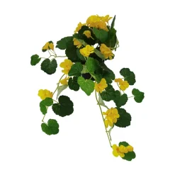 Pelargonia