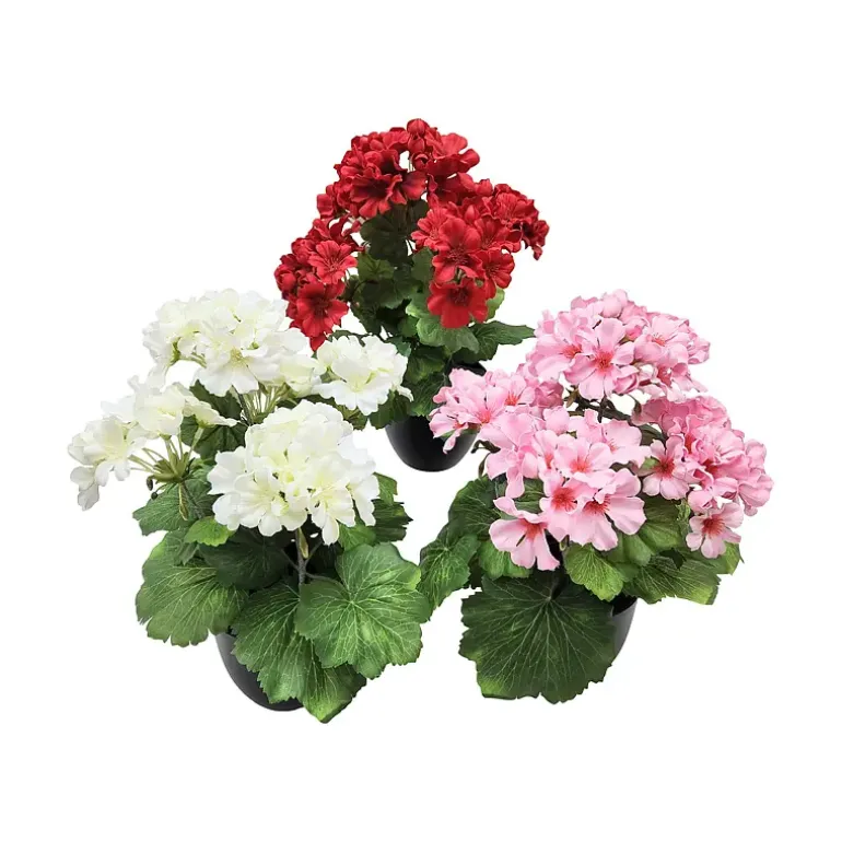 Pelargonia 36 cm