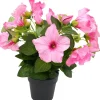 Petunia