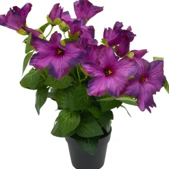 Petunia