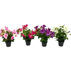 Petunia