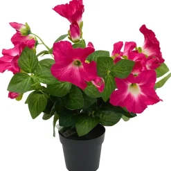 Petunia
