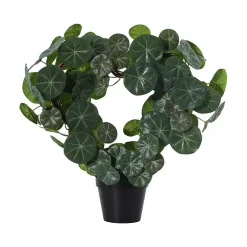 Plante