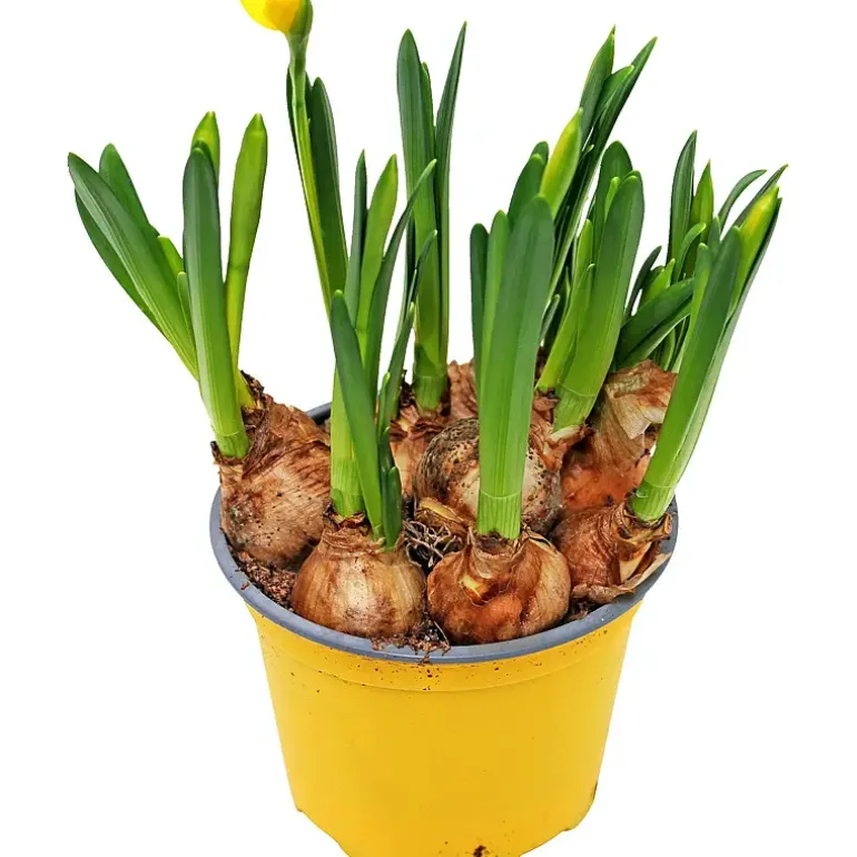 Påskelilje