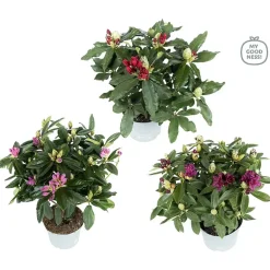 Rhododendron