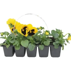 Stemor 10-pk