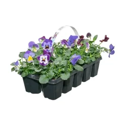 Stemor 10-pk