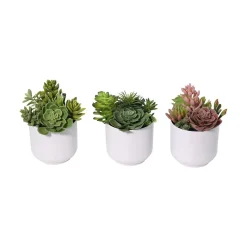 Succulent