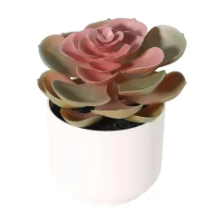 Sukkulenter