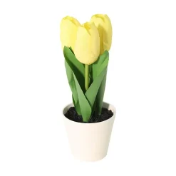Tulipaner