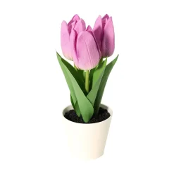 Tulipaner