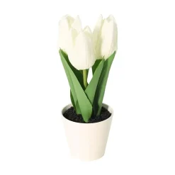 Tulipaner